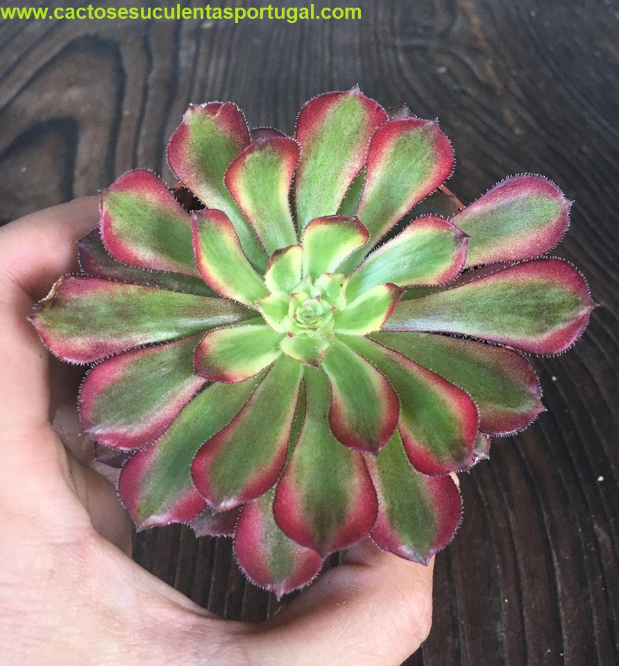 Aeonium Mardi Gras