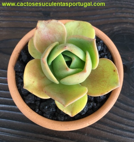 Aeonium nobile 