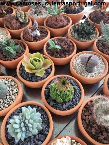 Aeonium