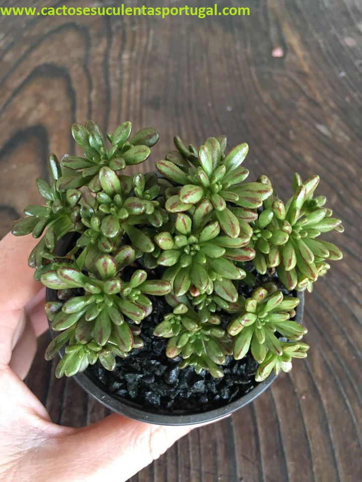 Aeonium Sedifolium