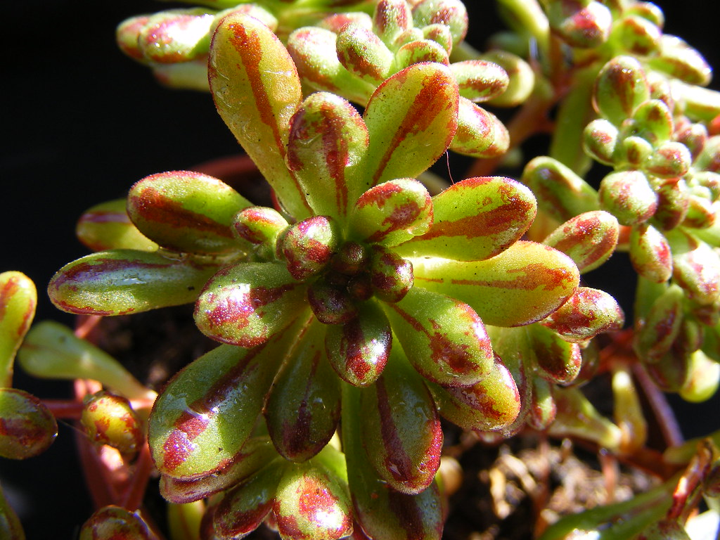 Aeonium Sedifolium