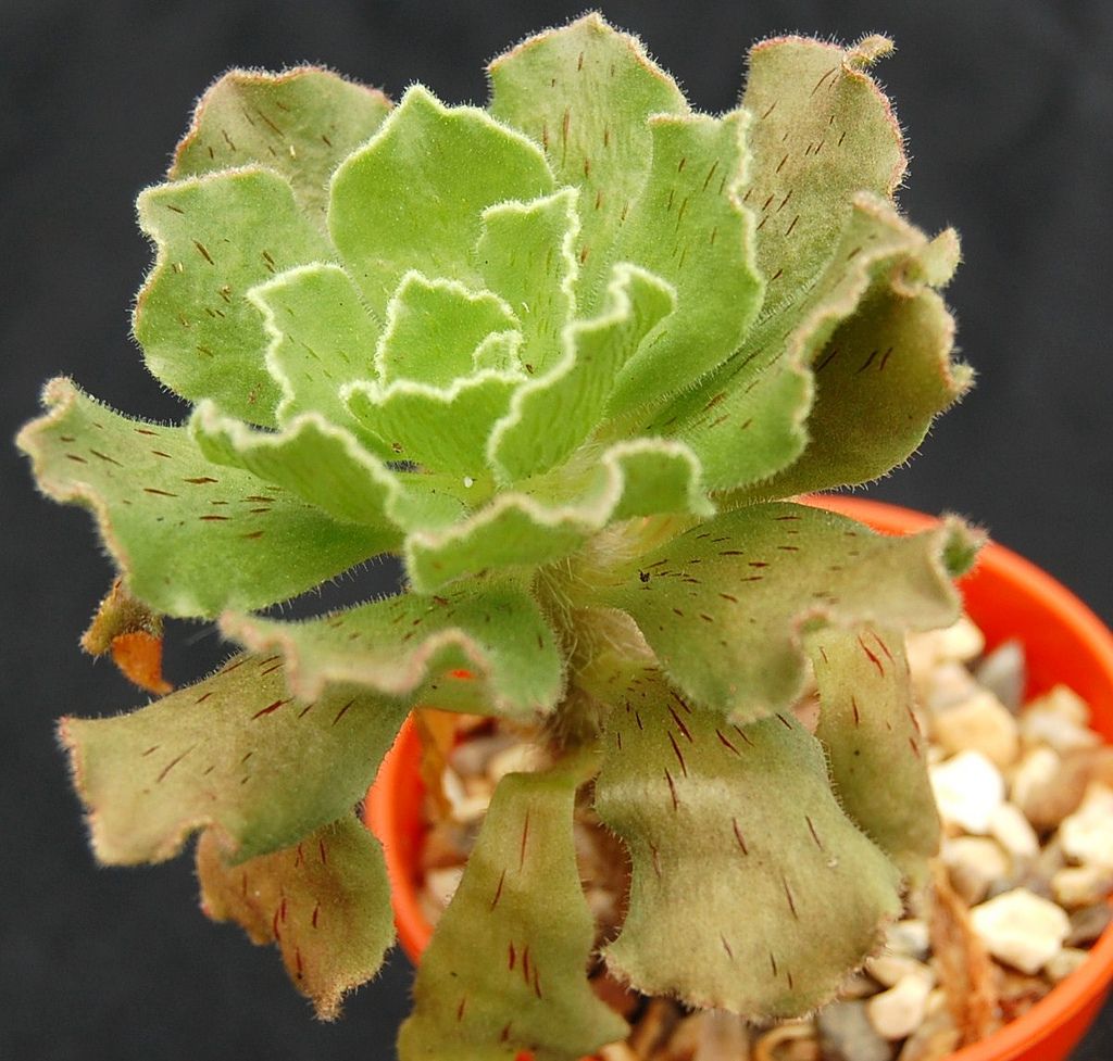 Aeonium Smithii
