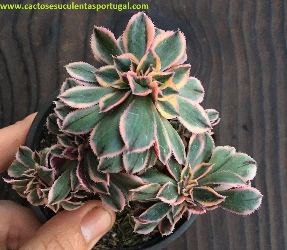 Aeonium sunburst form. cristata extra ramificado