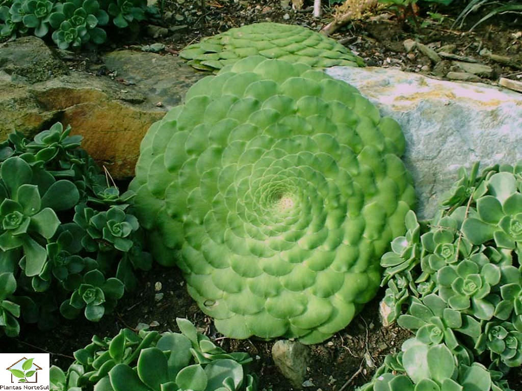 Aeonium tabuliforme