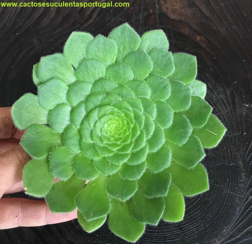 Aeonium tabuliforme