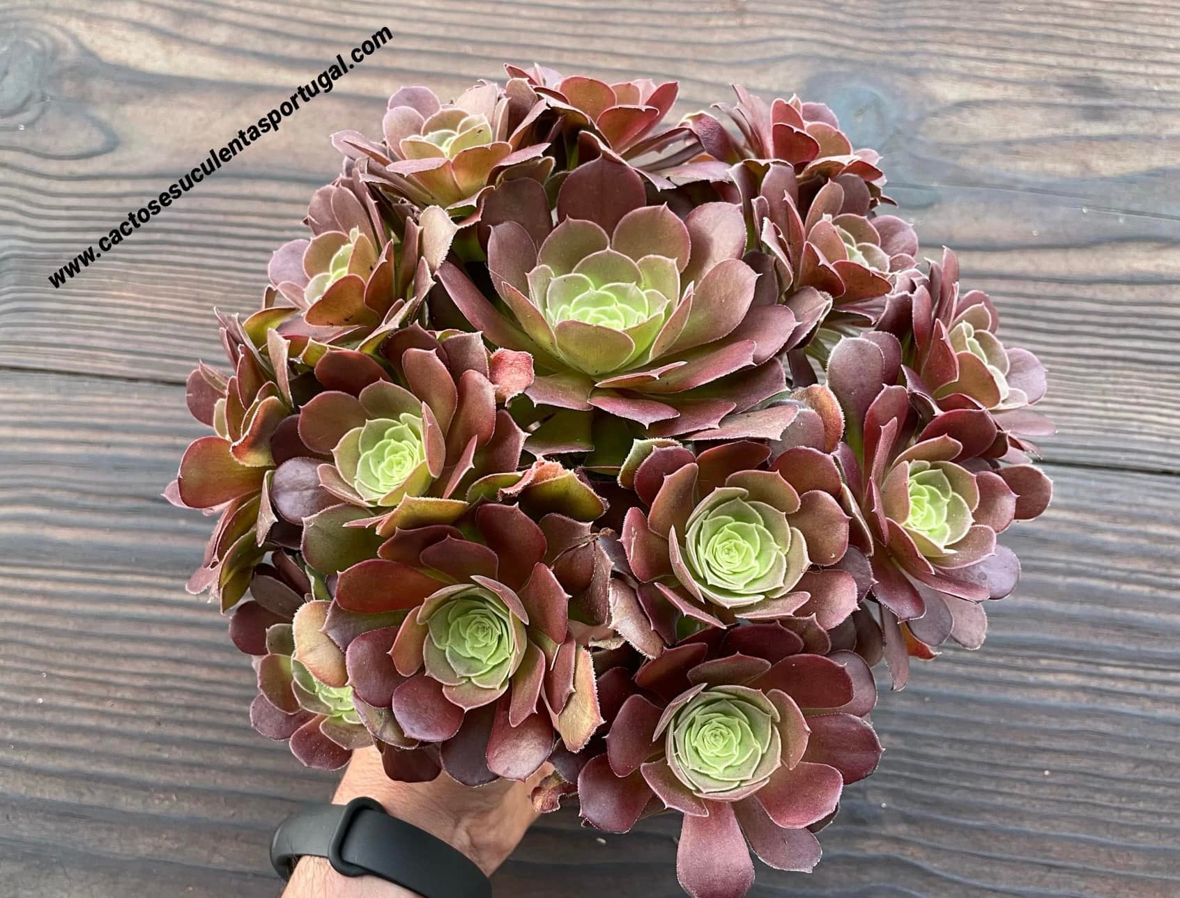 Aeonium arboreum 'Atropurpureum',