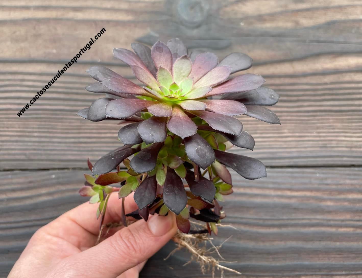 Aeonium arboreum ‘Tip Top’