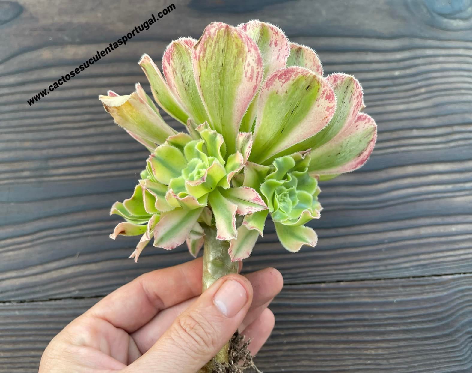 Aeonium arboreum albovariegata