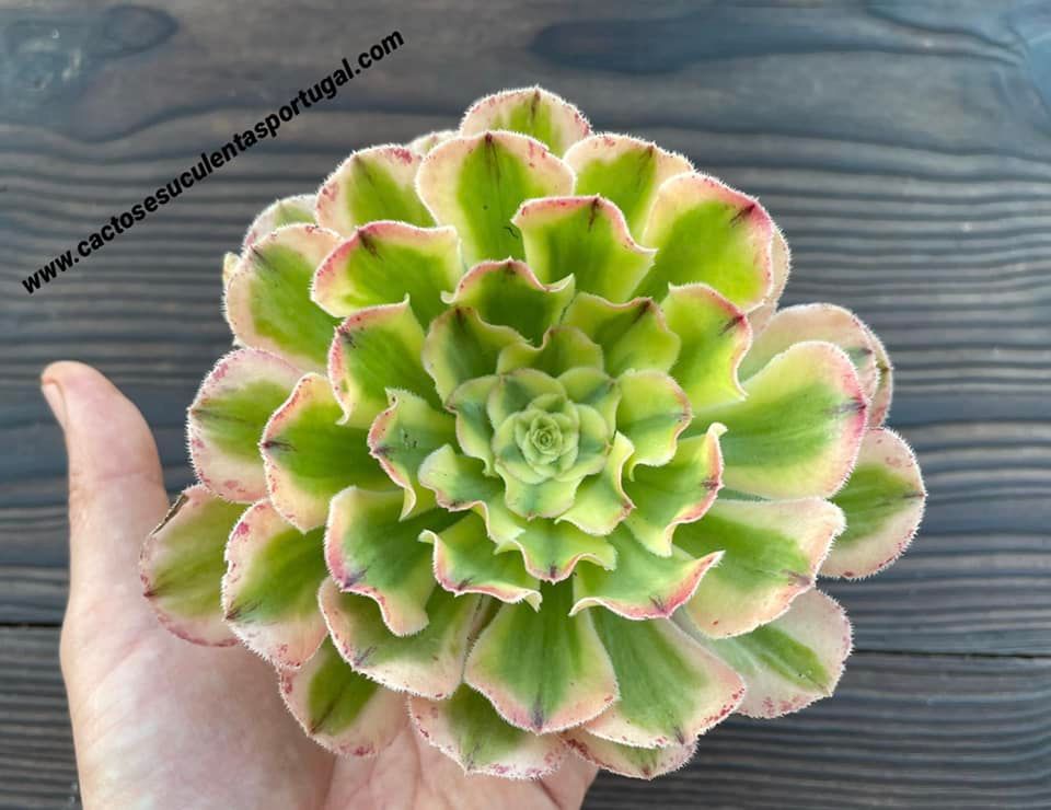 Aeonium arboreum albovariegata, extra ramificado