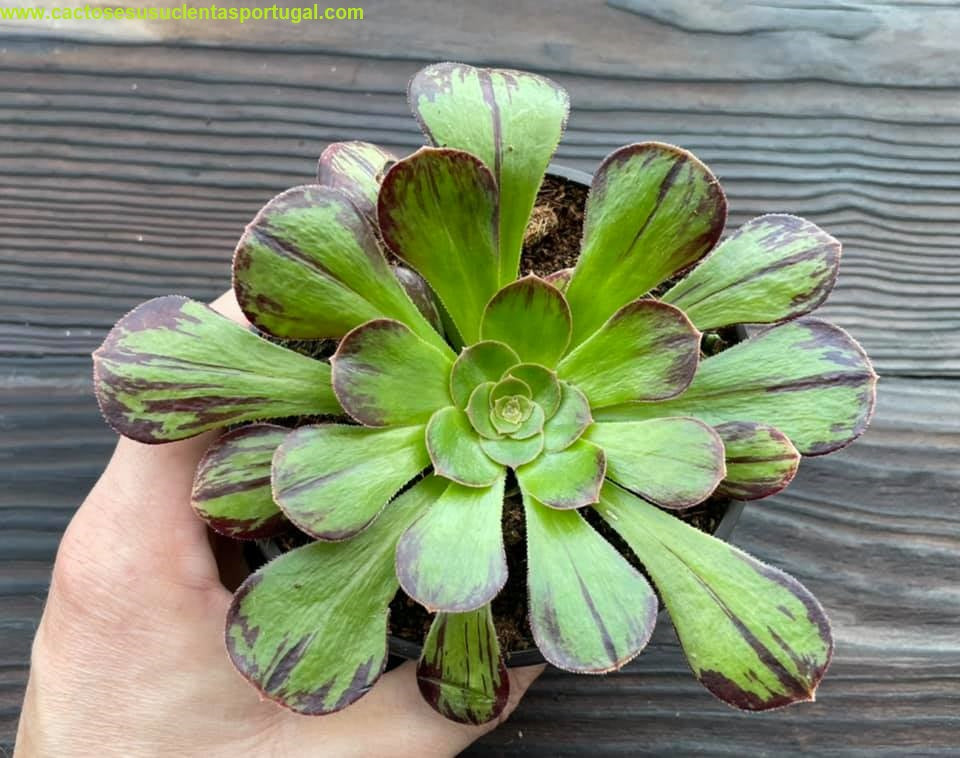 Aeonium arboreum v. rubrolineatum