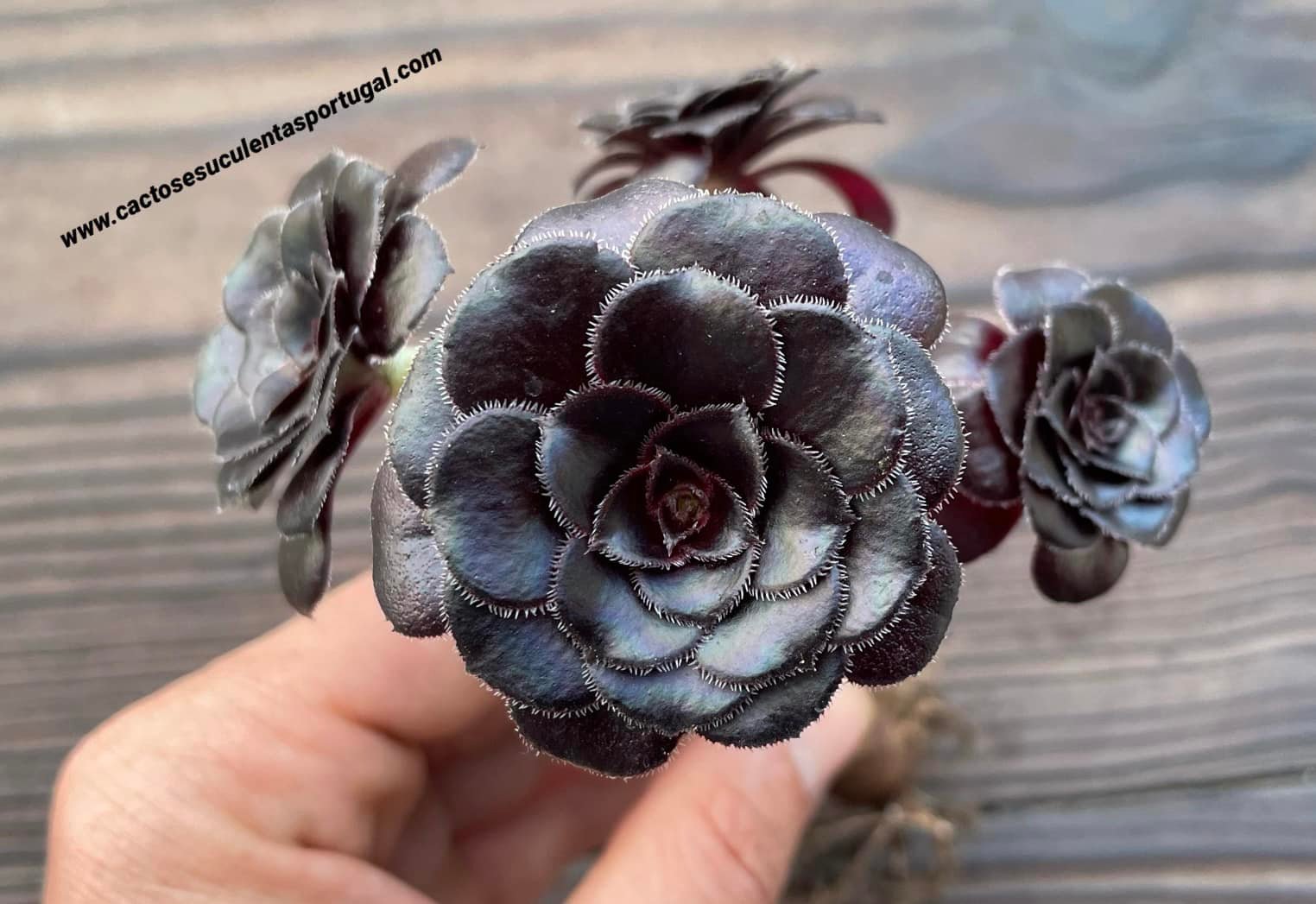 Aeonium arboreum var. atropurpureum 'Schwarzkopf'