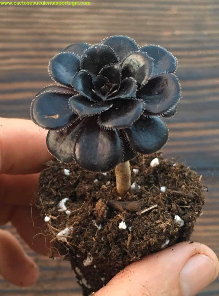 Aeonium arboreum var. atropurpureum f. nigrum 'Schwarzkopf'