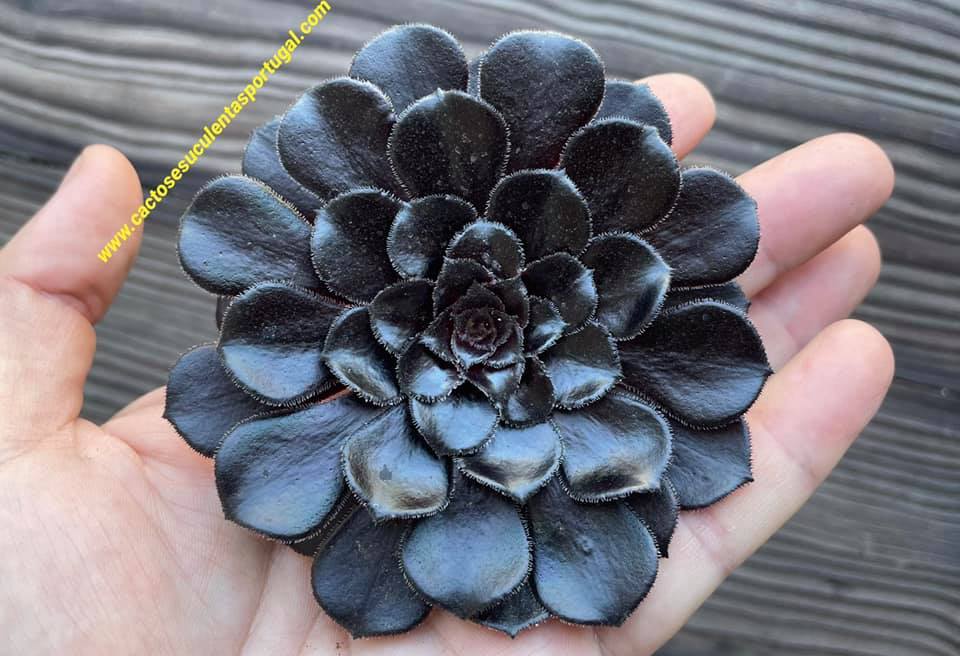 Aeonium arboreum var. atropurpureum f. nigrum 'Schwarzkopf'