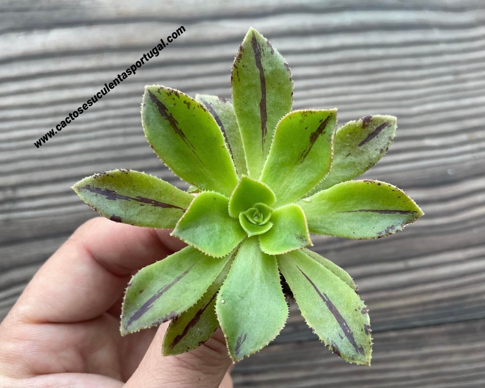 Aeonium calderense sp.