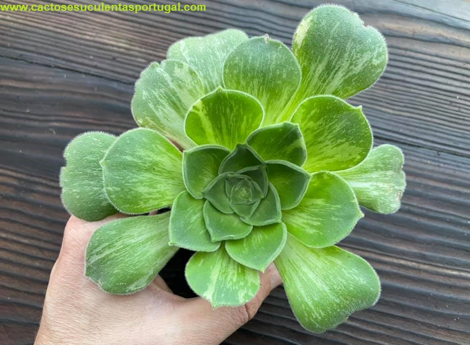 Aeonium canariense variegata