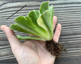 Aeonium canariense variegata