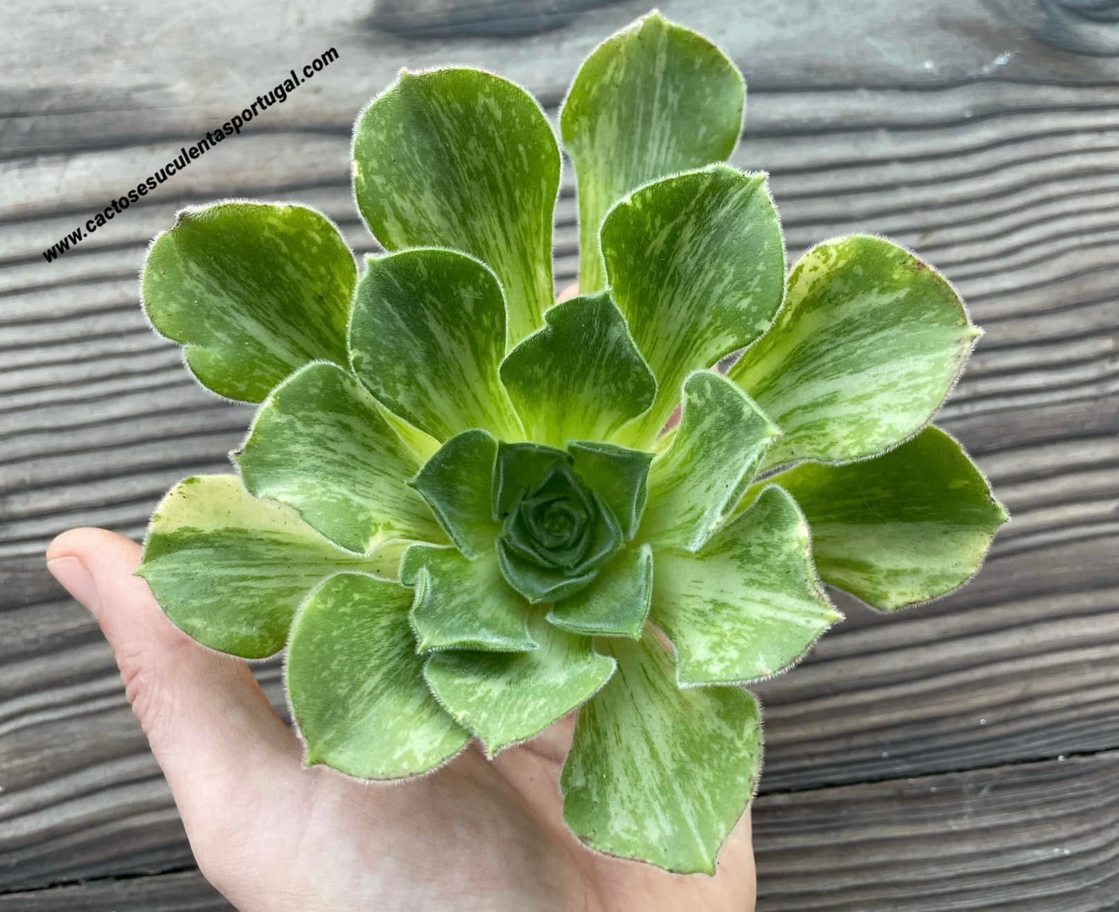 Aeonium canariense variegata