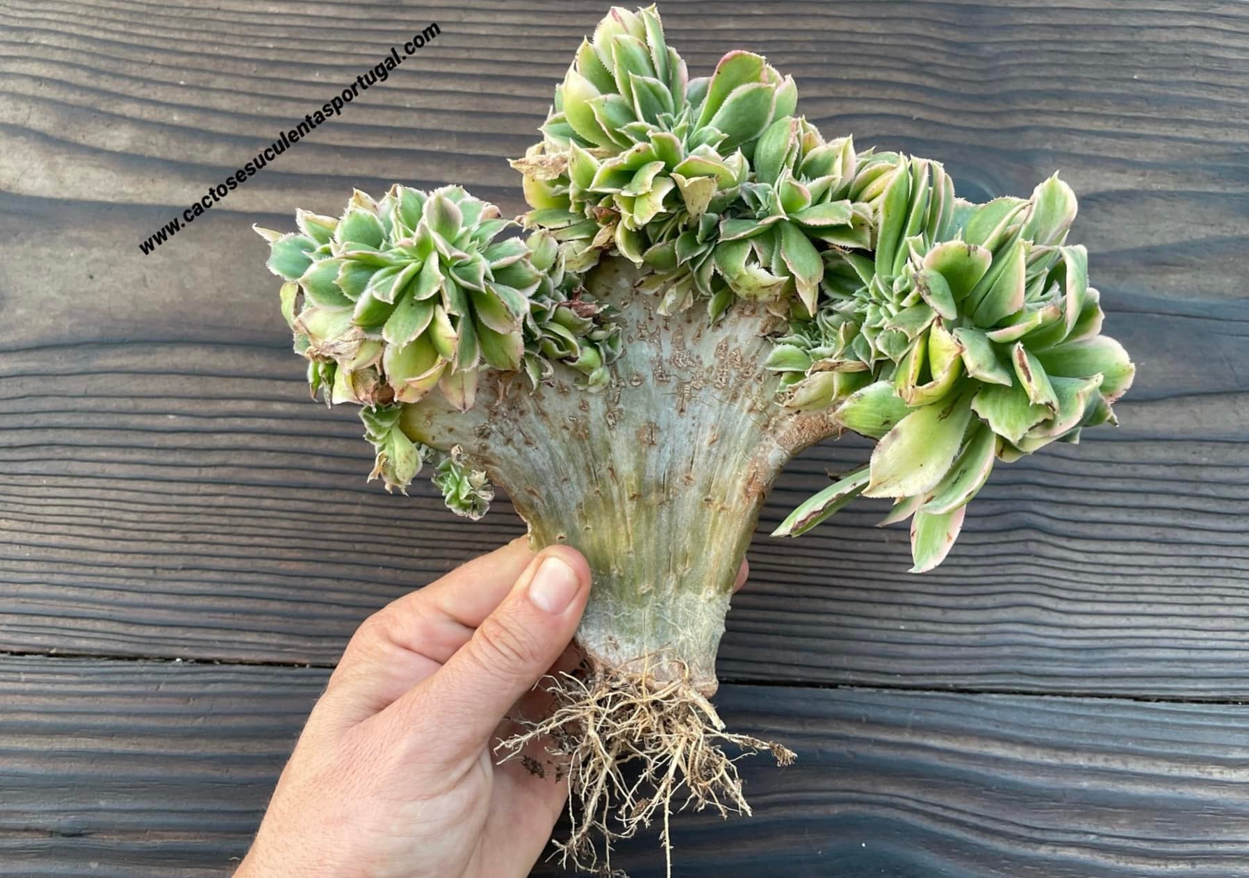 Aeonium decorum Sunburst form. cristata