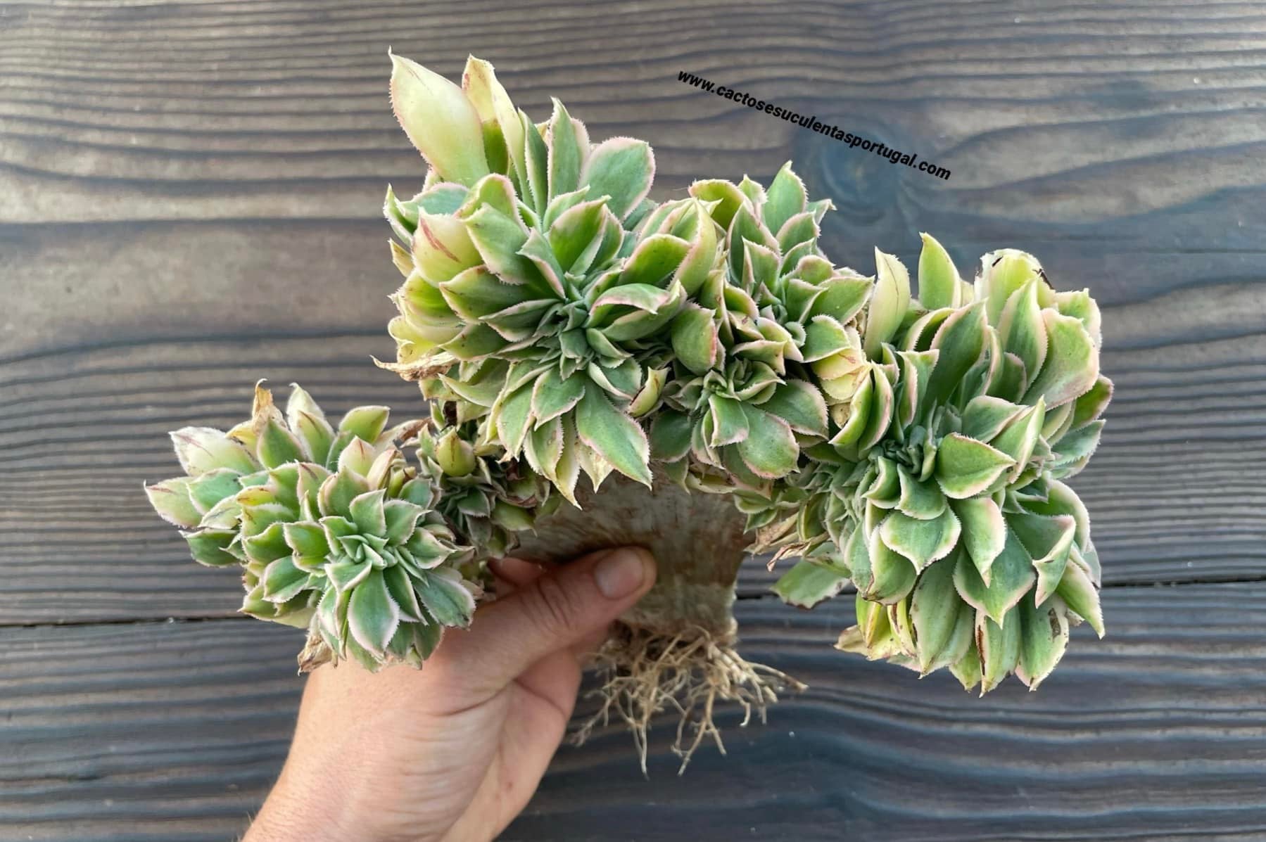 Aeonium decorum Sunburst form. cristata