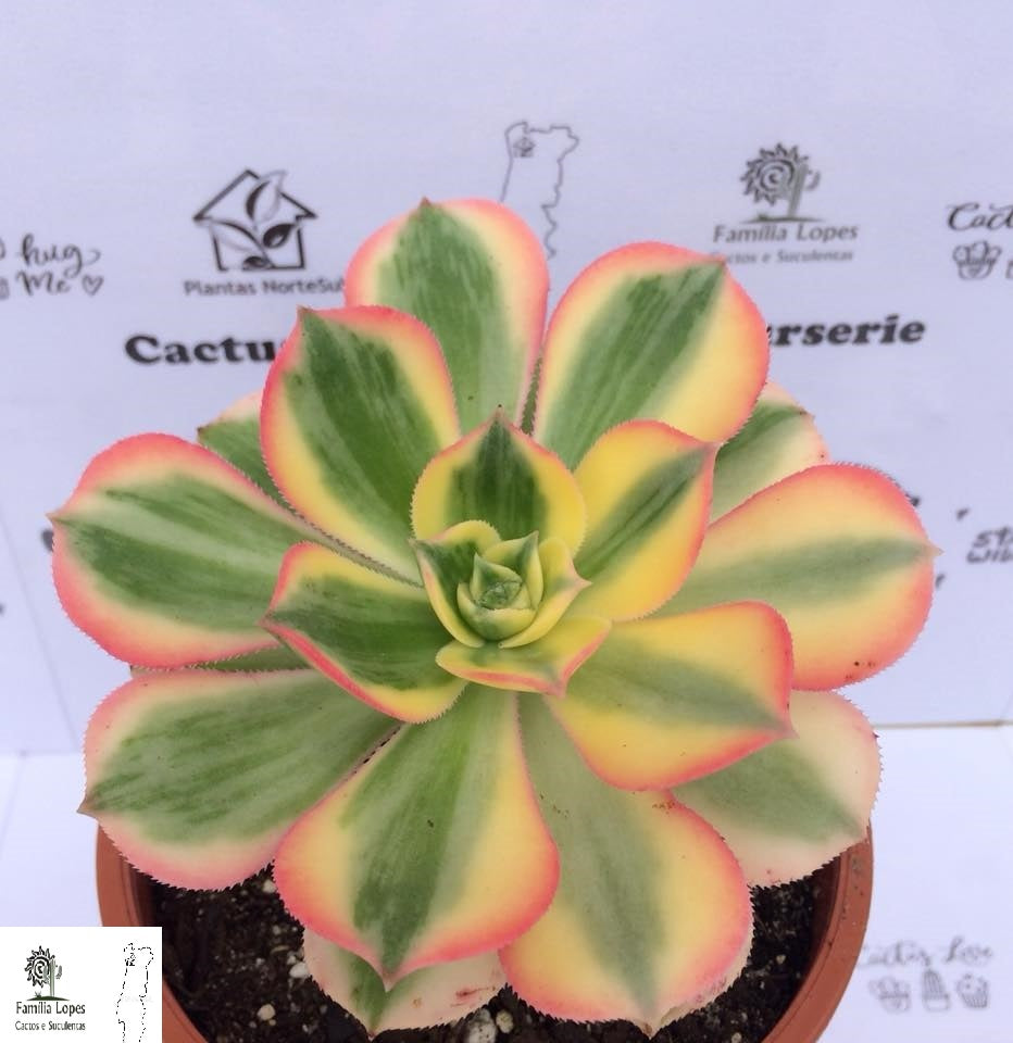 Aeonium decorum "Sunburst"