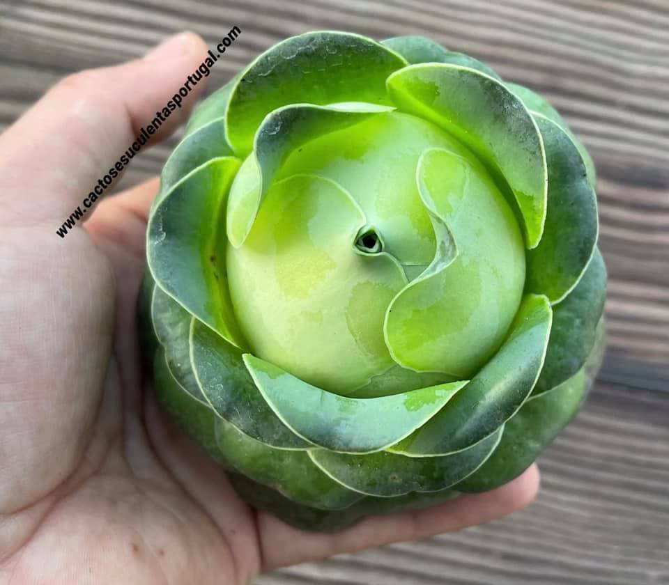 Aeonium diplocyclum ‘Gigantea’ closed XL, ex. Greenovia