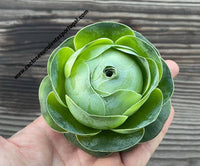 Aeonium diplocyclum ‘Gigantea’ closed XL, ex. Greenovia 