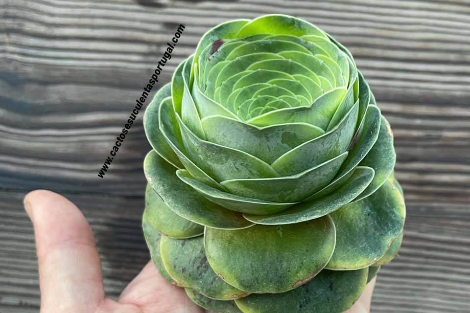 Aeonium diplocyclum ‘Gigantea’ Variagata, ex. Greenovia rare