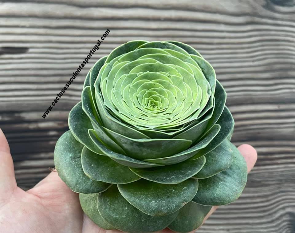 Aeonium diplocyclum ‘Gigantea’, ex. Greenovia