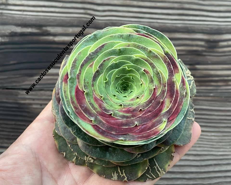 Aeonium diplocyclum ‘Gigantea’ purpureum, ex. Greenovia