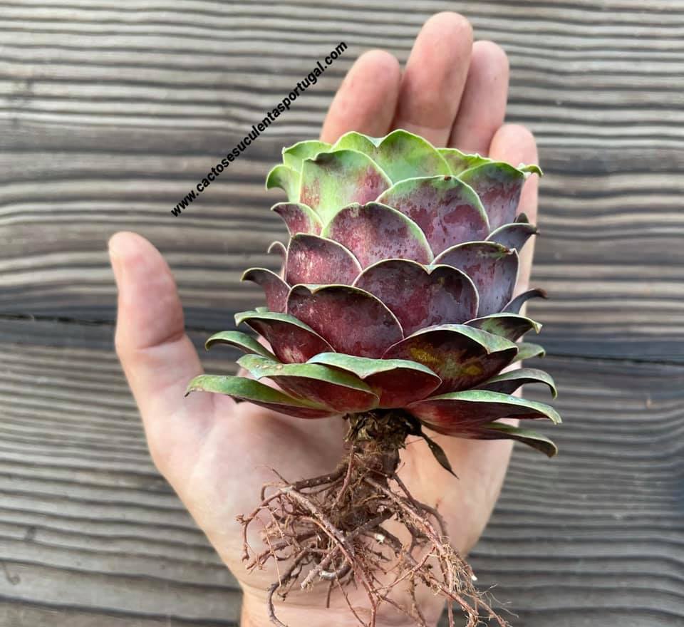 Aeonium diplocyclum ‘Gigantea’ purpureum, ex. Greenovia