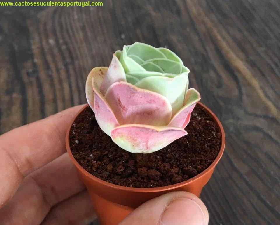 Aeonium diplocyclum (Greenovia diplocycla)