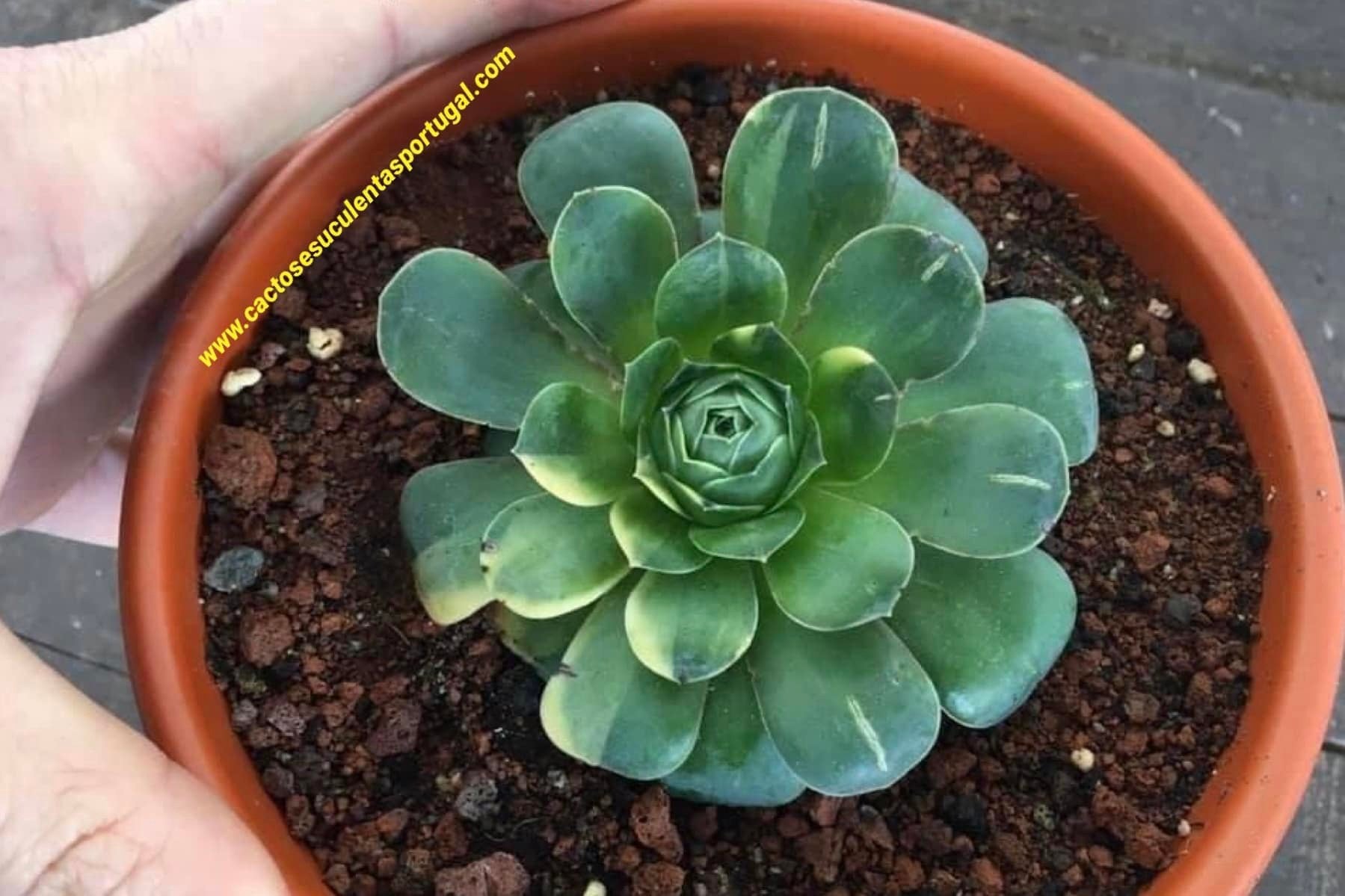 Aeonium diplocyclum variagated, RARE (Ex. Greenovia diplocycla)