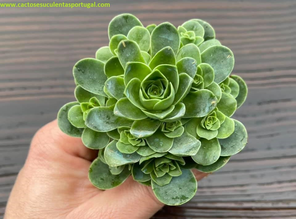 Aeonium dodrantale, ex. Greenovia dodrantalis 