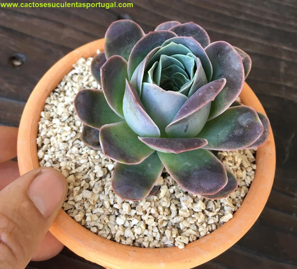 Aeonium ex. Greenovia híbrida 2018