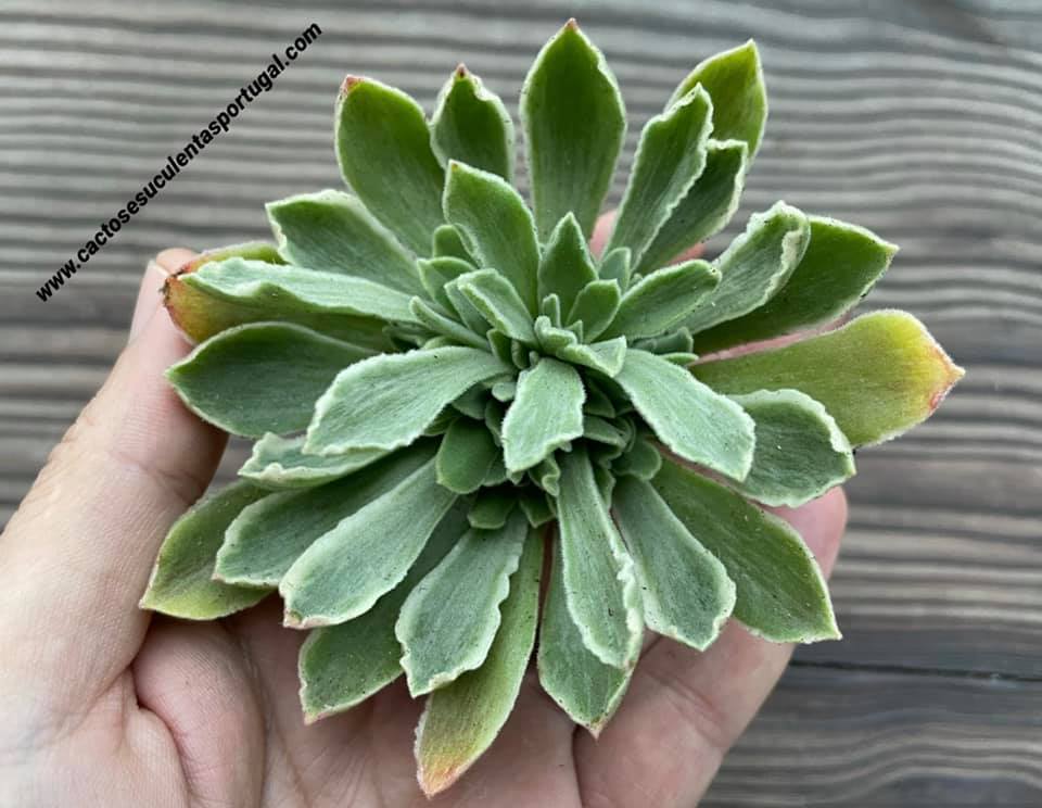 Aeonium goochiae 'Ballerina' variegata