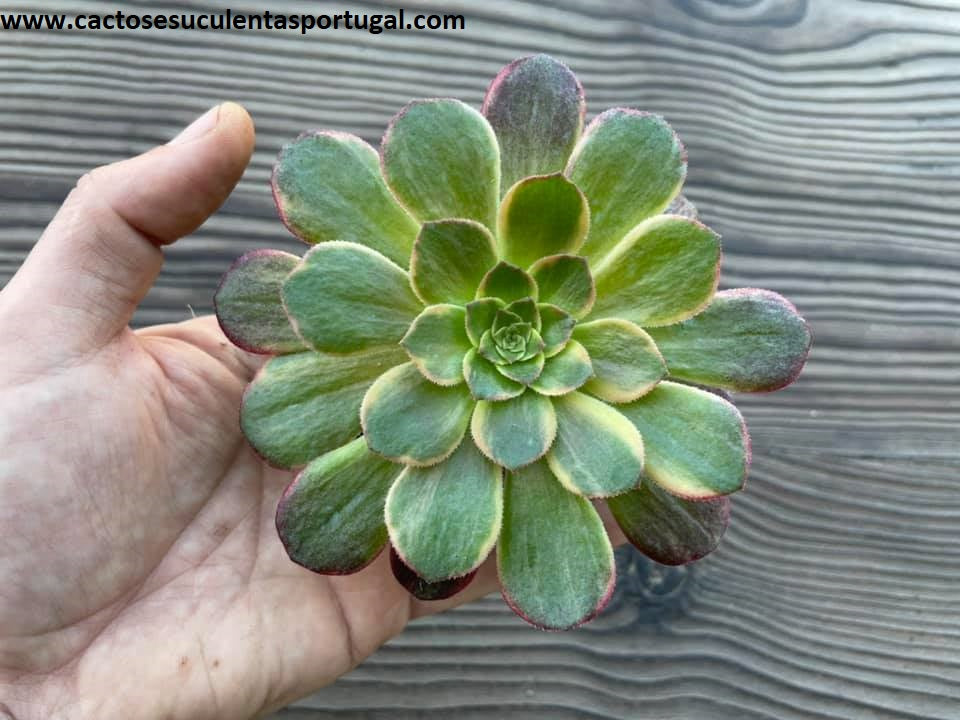 Aeonium halloween variegata