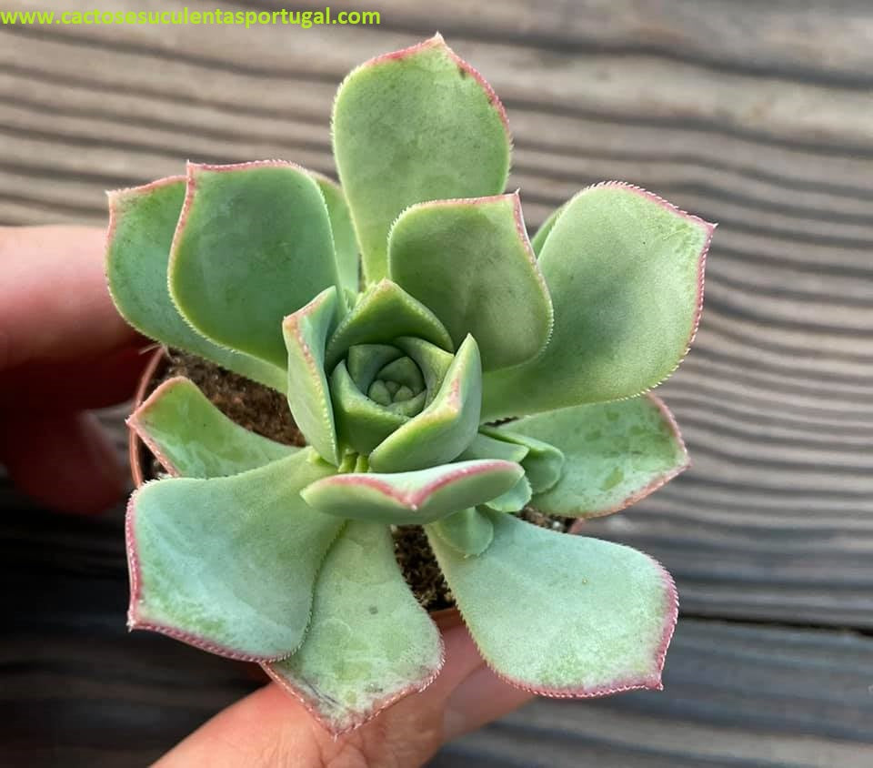 Aeonium haworthii