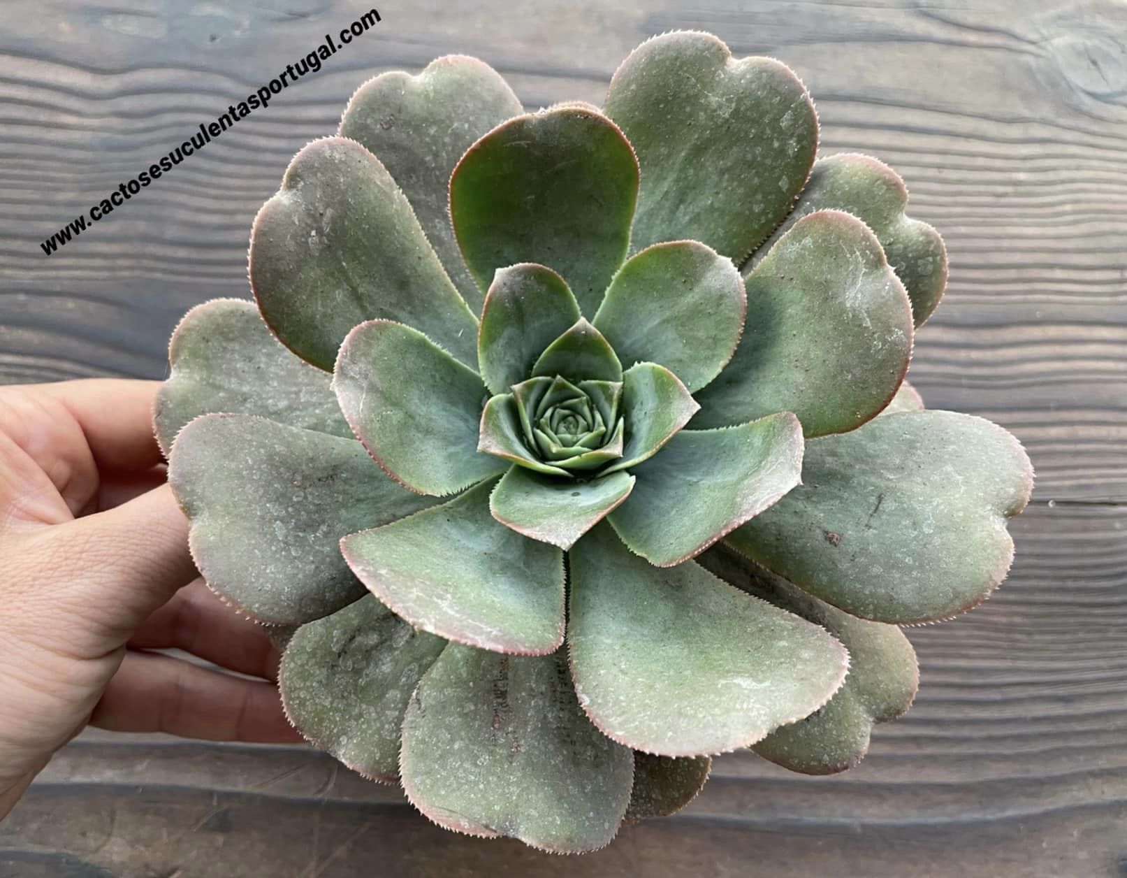Aeonium hierrense