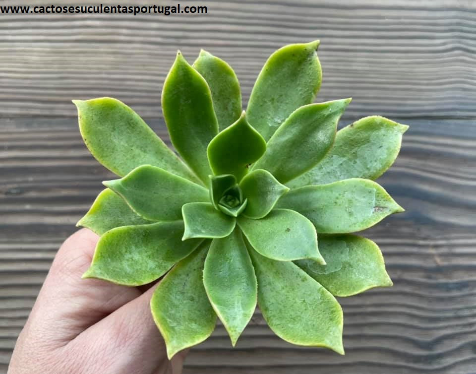 Aeonium lancerottense 