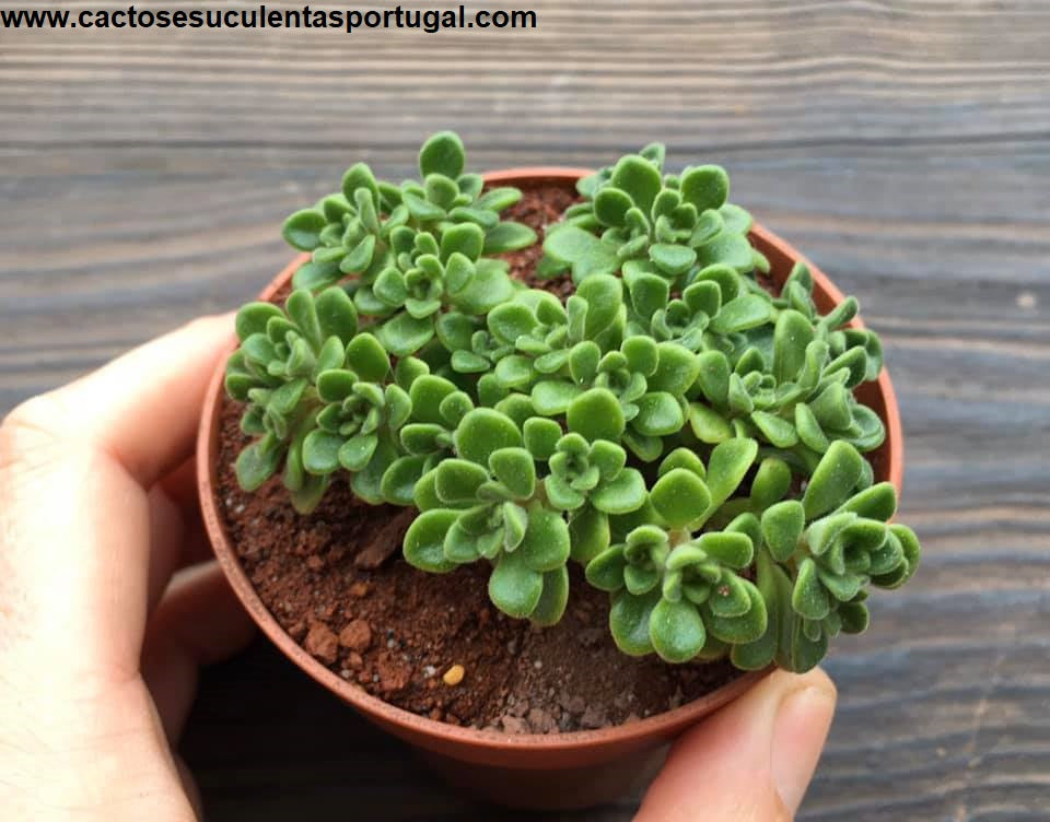 Aeonium Lindleyi 