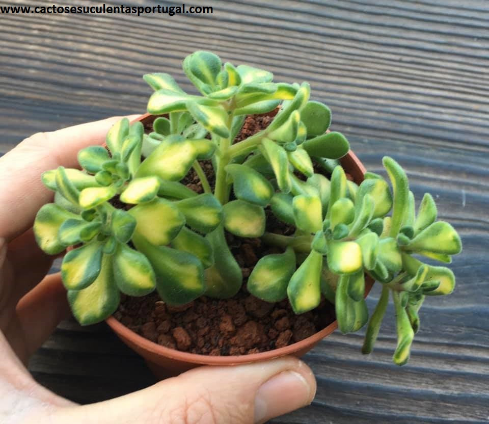Aeonium lindleyi variegata