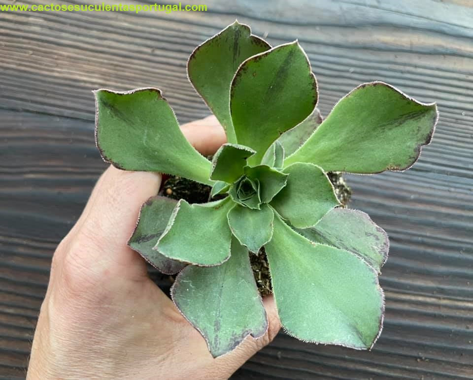 Aeonium liui Portugal
