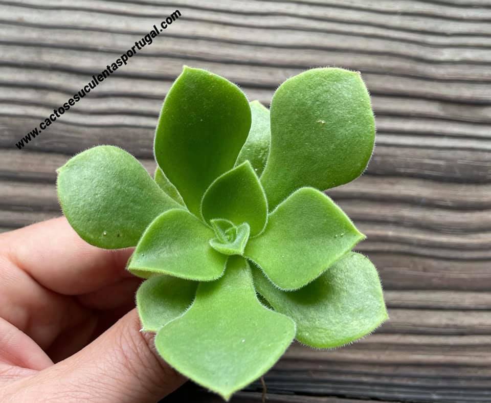 Aeonium longithyrsum