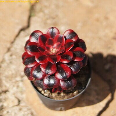 Aeonium Medusa