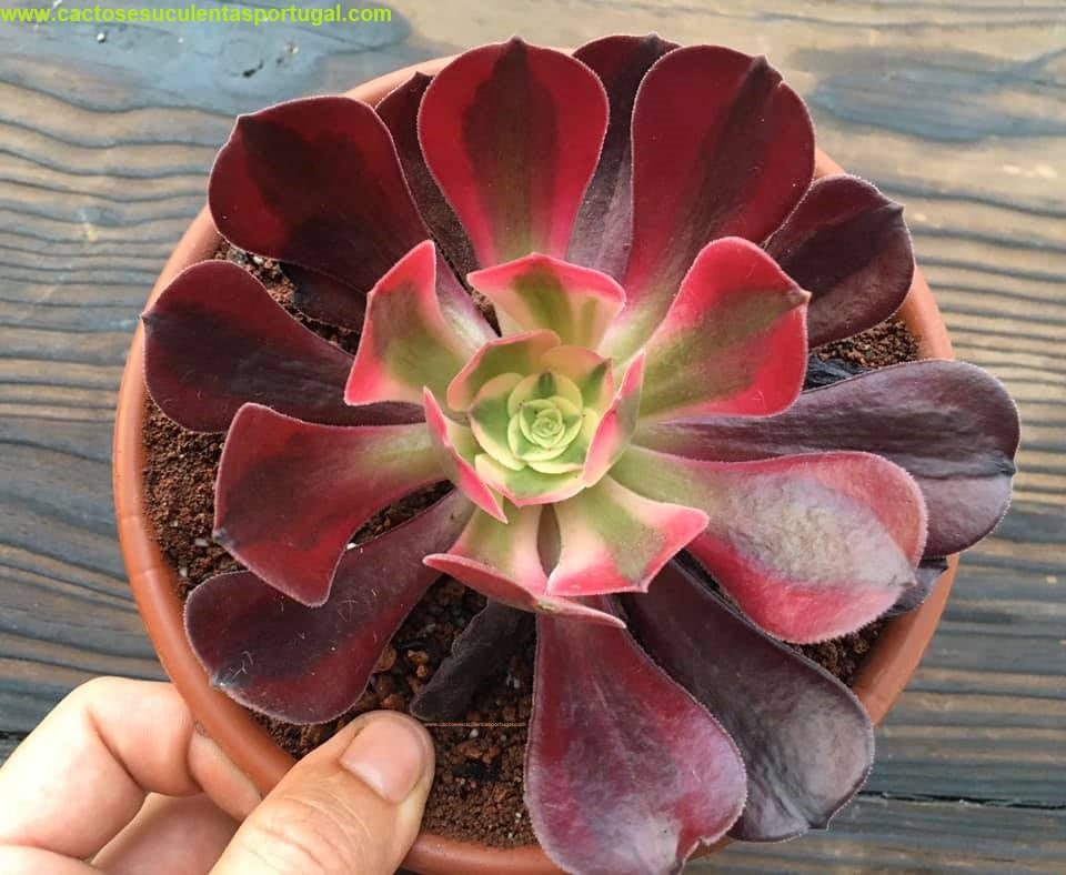 Aeonium Medusa