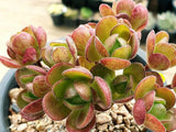 Aeonium saundersii