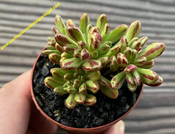 Aeonium sedifolium