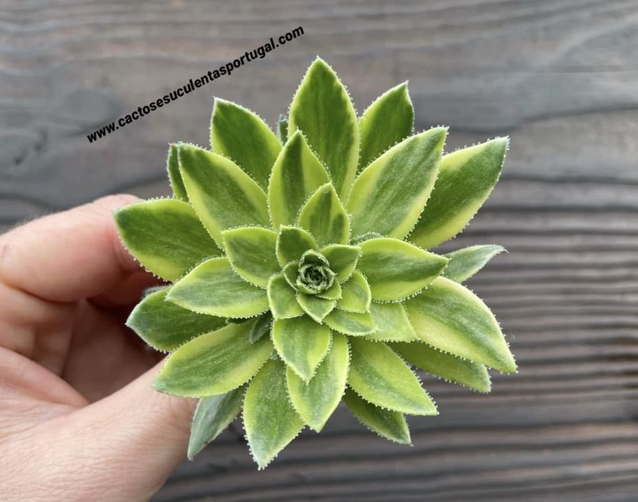 Aeonium simsii variegated