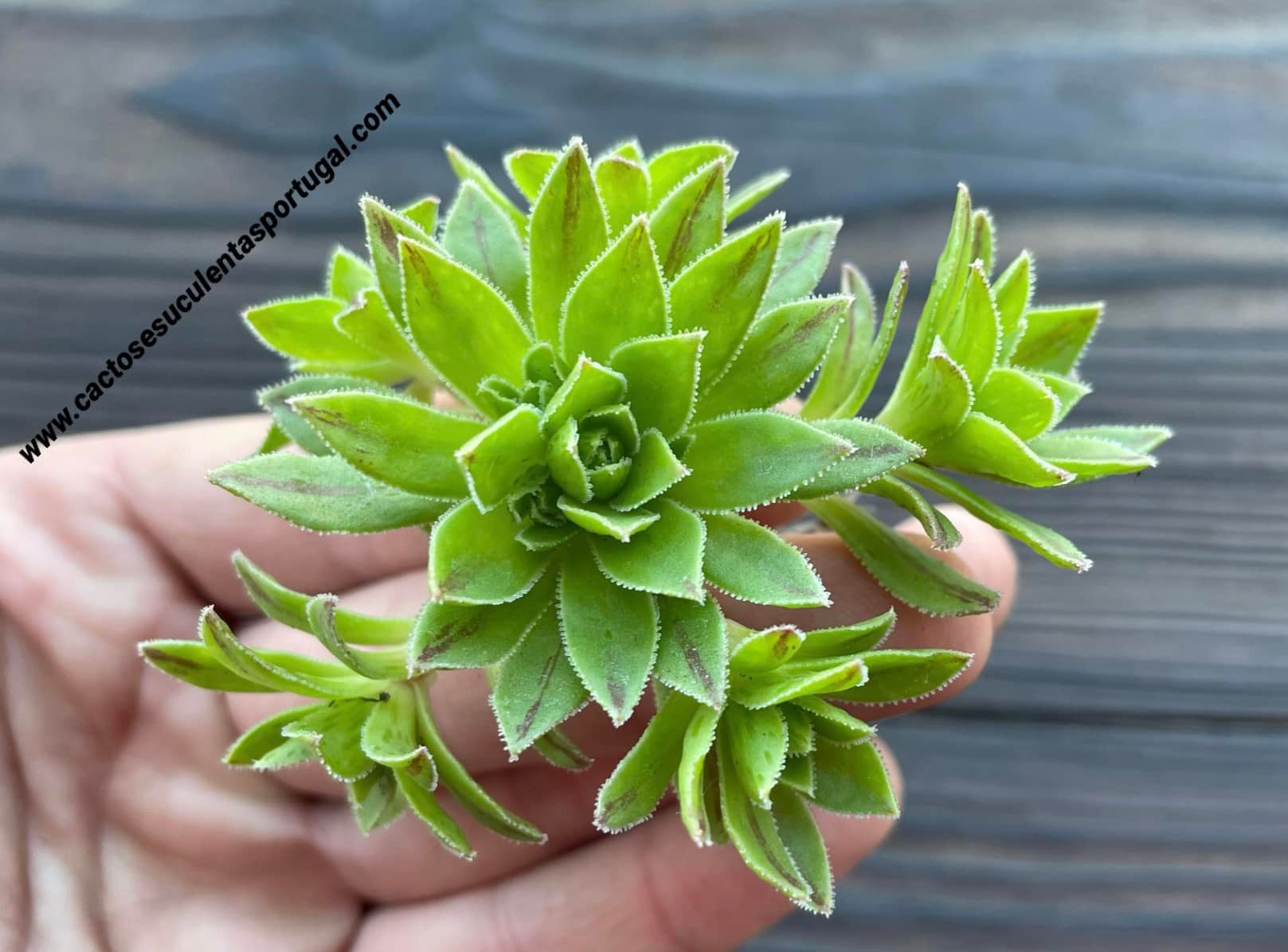 Aeonium simsii x Aeonium spathulatum