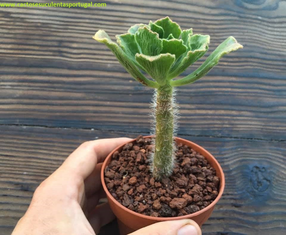 Aeonium smithii